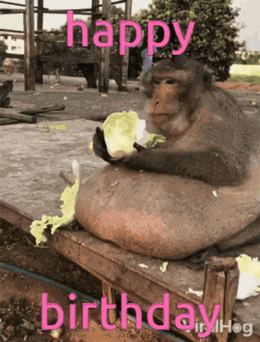 Monkey GIF