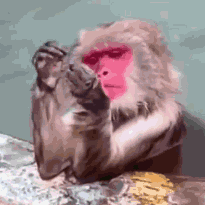 Monkey Sassy GIF