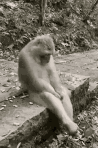 Monkey Sitting Hands Between Legs Looking Both Sides Nosolohit GIF