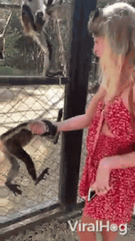 Monkey Viralhog GIF