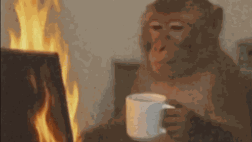 Monkey Working GIF