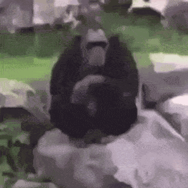 Monkey Ziga GIF