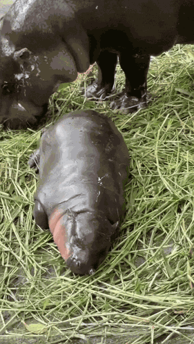 Moo Deng GIF