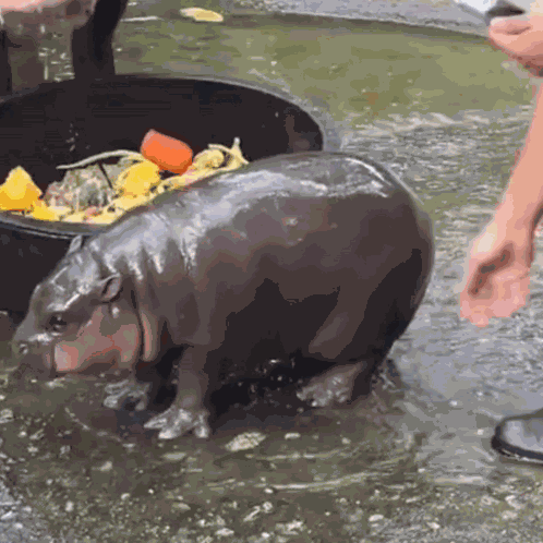 Moo Deng Moo Deng Bite GIF