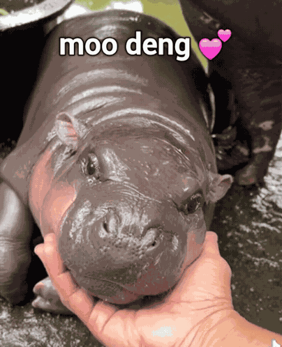 Moodeng Moo Deng GIF
