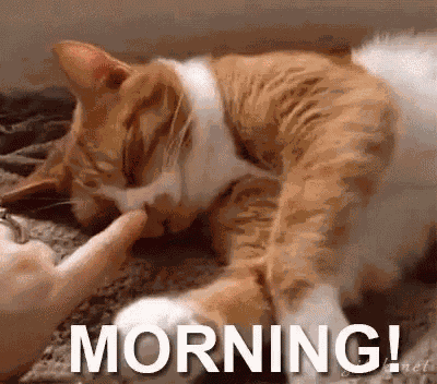 Morning Cat GIF
