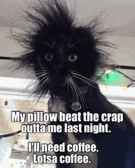 Morning Cat Good Morning Cat Meme