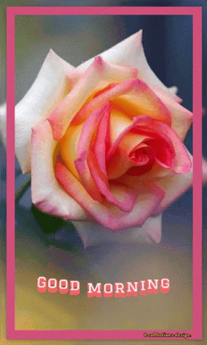 Morning Good GIF