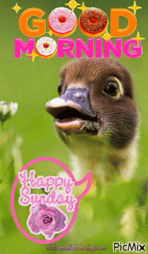Morning Sunday Vec50 GIF