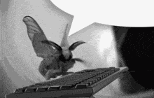 Moth Angry GIF