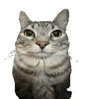 Motion Cat Transparent Sticker