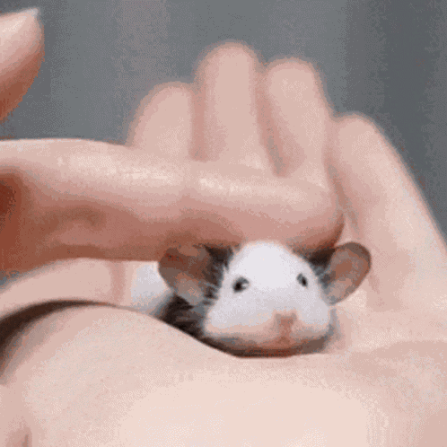 Mouse Cute GIF