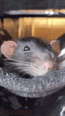 Mouse GIF