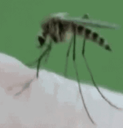 Moustiques Mosquitoes GIF