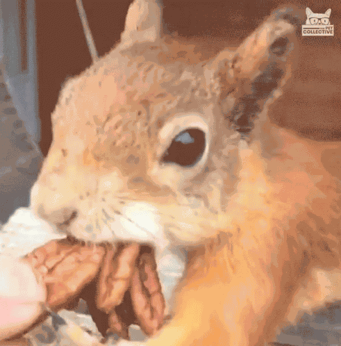 Mouth Full My Nuts GIF