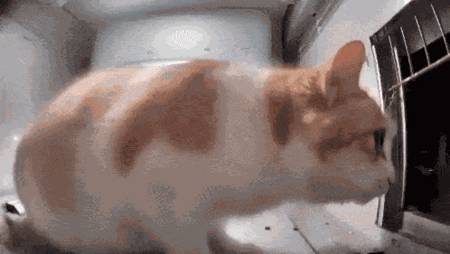 Mr Fat Cat GIF
