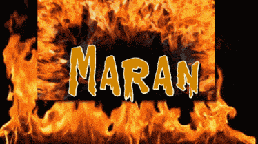 Mr Maran GIF
