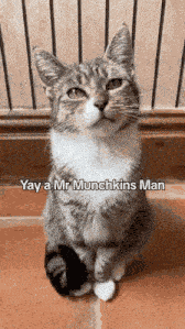 Mr Munchkins Man Mucnhkins Man GIF