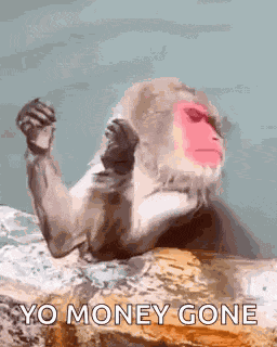 Mrandle Monkey GIF