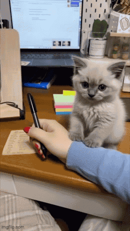 Mrrow Cat GIF
