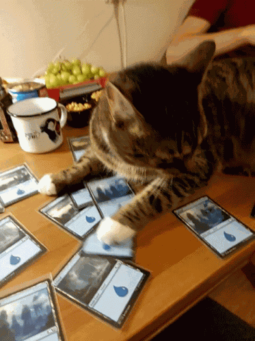 Mtg Cat GIF