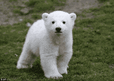 Mujumka Belumka GIF