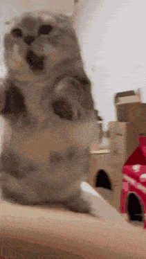 Munchkin Attack Mean Cat GIF