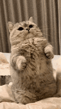 Munchkin Attack Mean Cat GIF