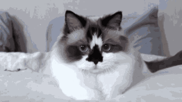 Munchkin Cat GIF