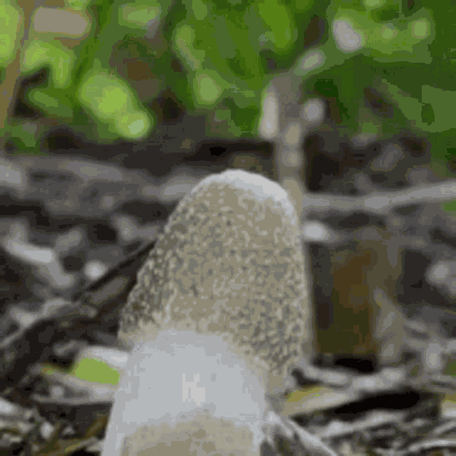 Mushroom Erection GIF