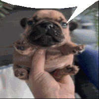 My Honest Reaction Dog Sticker