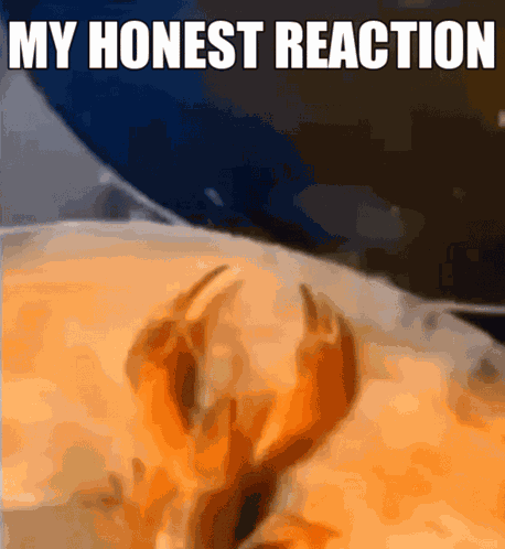 My Honest Reaction Lobster Boiling GIF