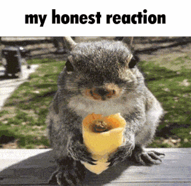 My Honest Reaction Squirrel GIF