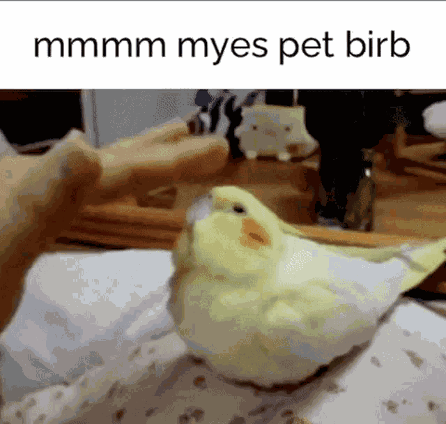 Myespetbirb Mmmm GIF
