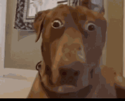Nahdog GIF