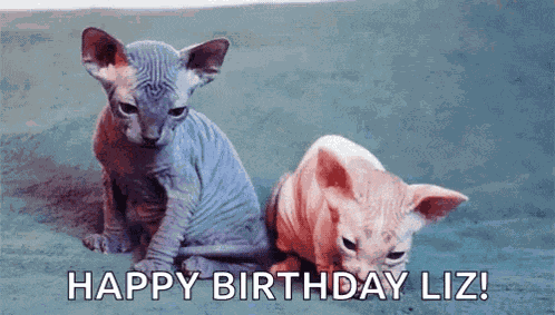 Naked Cat Hairless Cat GIF