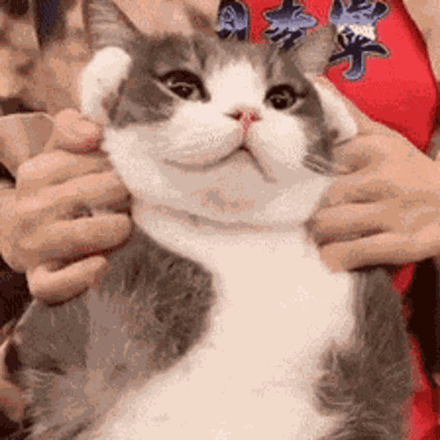 Nataon Mr Potato GIF