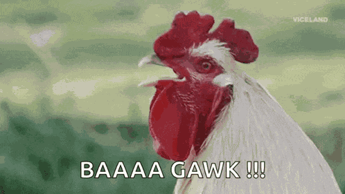 Natty Rooster GIF