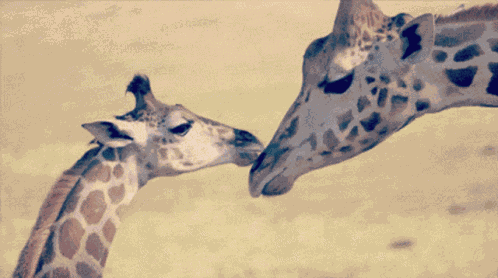 Nature Cute GIF