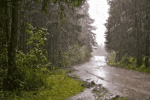Nature Good Morning Nature GIF