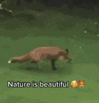 Nature Is Beautiful Fox GIF