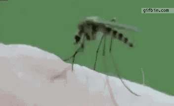 Neato Mosquito GIF