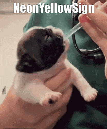 Neonyellowsign Dog GIF