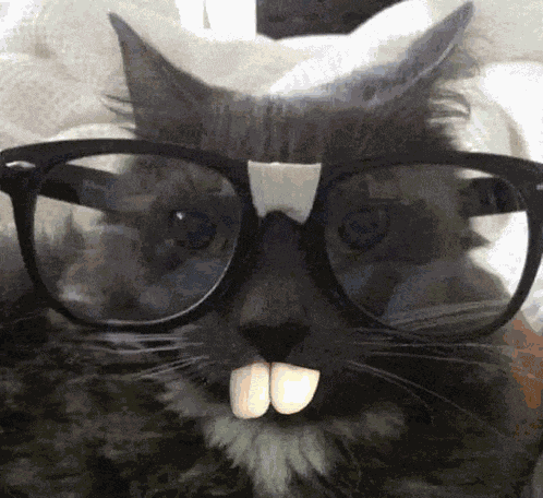 Nerd Catstor GIF