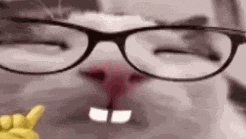 Nerd Nerd Cat GIF