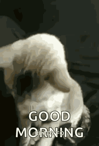 Nice To Meet You Cat GIF