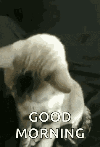 Nice To Meet You Cat GIF