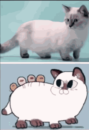 Night Dancer Animals Cat GIF