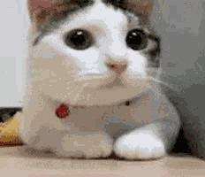 No GIF