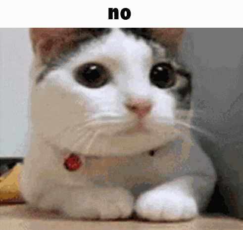 No Cat Cat Meme GIF